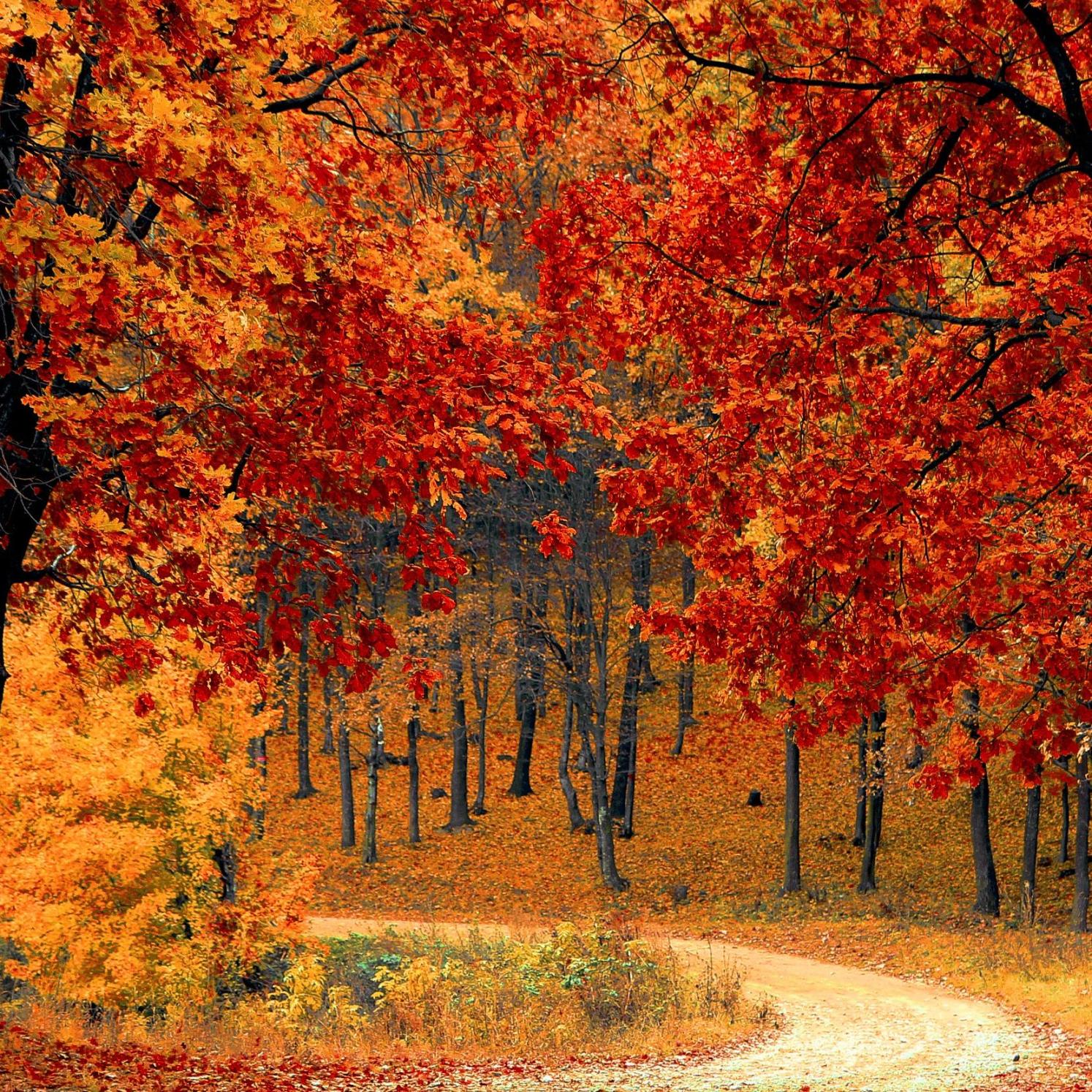 Herbstwald